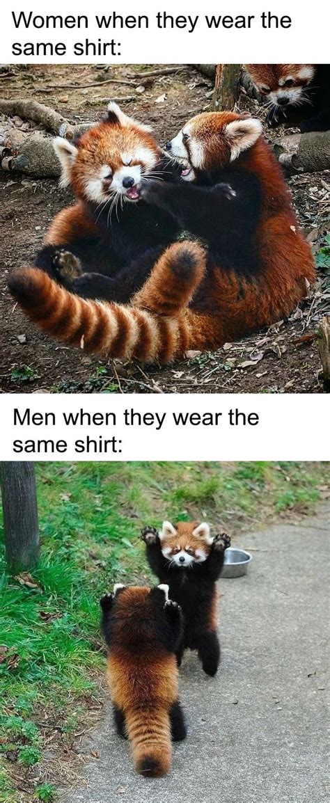 Red Pandas Dont Care Though In 2020 Really Funny Memes Funny