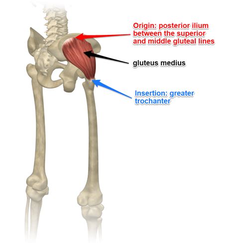 Gluteus Medius Muscle Its Attachments And Actions Yoganatomy