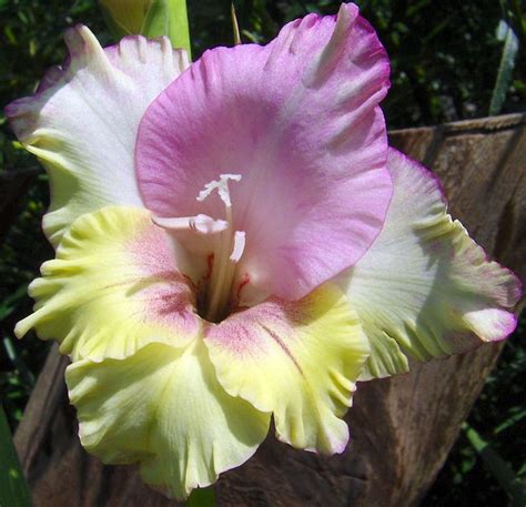 In 2020 Spring Flowers Gladiolus