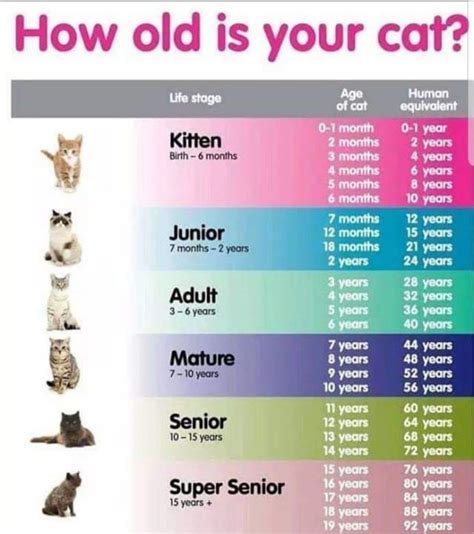 Cat Age Chart Rcoolguides