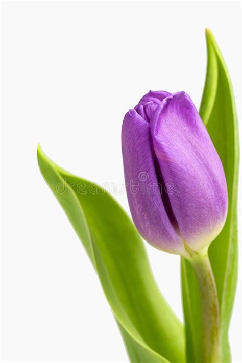 Beautiful Light Purple Tulips With Leaves Isolated On White Background
