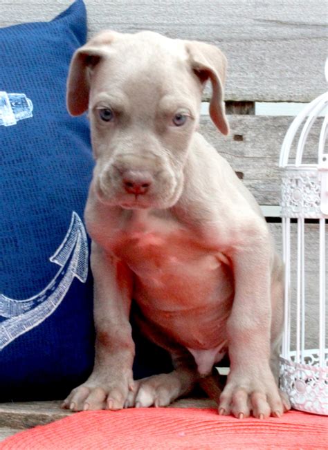 As to temperament, a dane must be spirited, courageous, never timid; Great Dane Puppies For Sale | Louisville, KY #243884