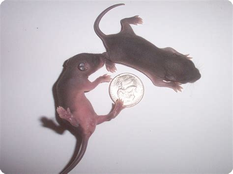 Infant Rats Roof Rat Babies