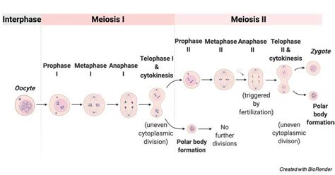 Mitosis Vs Meiosis Chart Definition And Diagram 2023