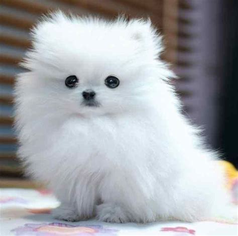 White Fluffy Dog Breeds Cute Dogs Breeds Fluffy Dog Breeds Cute