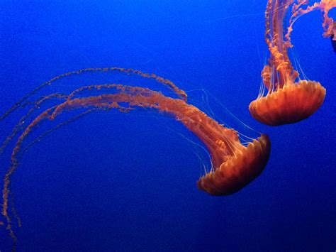 Free Images Ocean Glowing Animal Wildlife Underwater Jellyfish