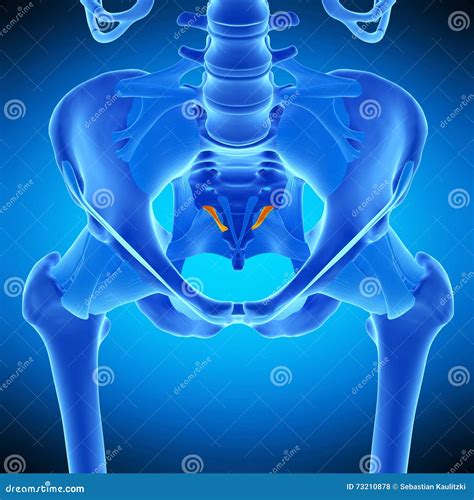 The Lateral Sacrococcygeal Ligament Stock Illustration Illustration
