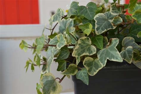Potted English Ivy