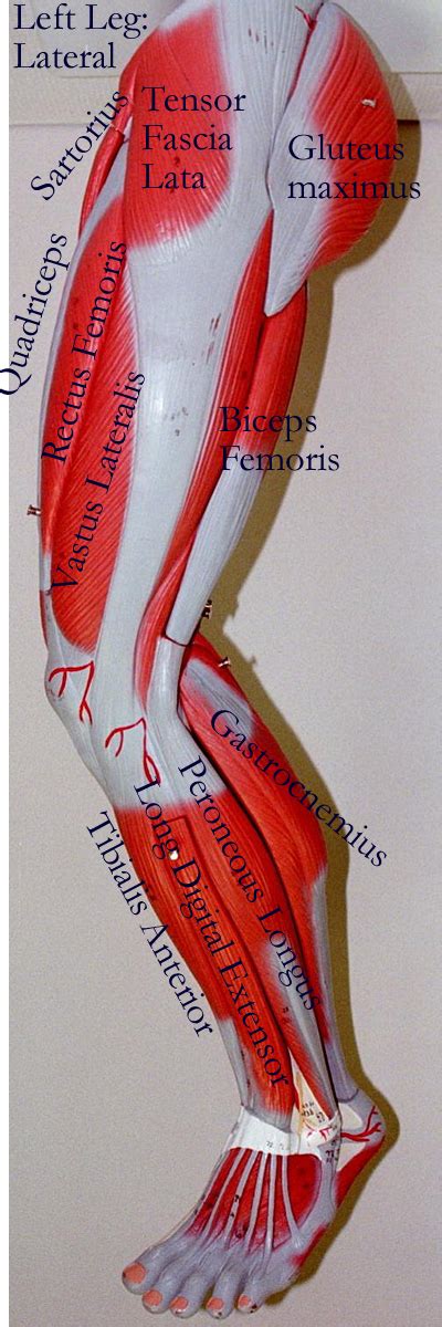 Leg Muscle Diagram Labeled Leg Picture Image On Medicinenet Com The