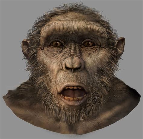 Karen Carr Studio Sahelanthropus Tchadensis Male Human Evolution