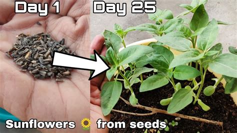 How To Grow Sunflowers From Seeds In Texas How To Grow Sunflowers For