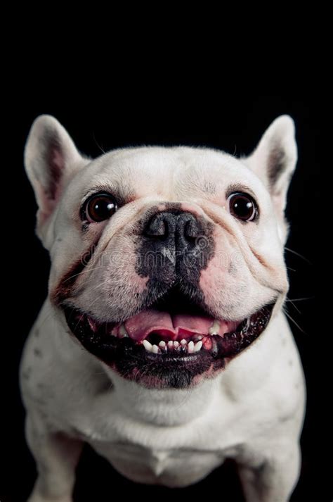 French Bulldog Portrait Stock Image Image Of Cute White 28916609