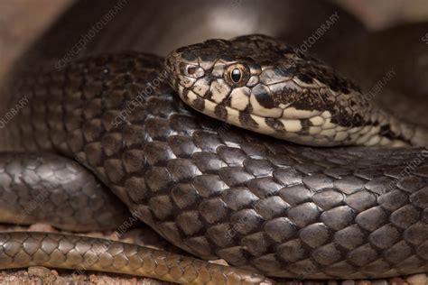 Ornamental Snake Stock Image F0319442 Science Photo Library