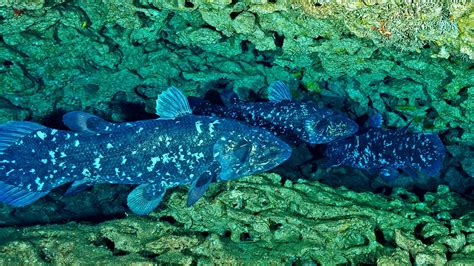 Coelacanths Characteristics Types Behavior And More