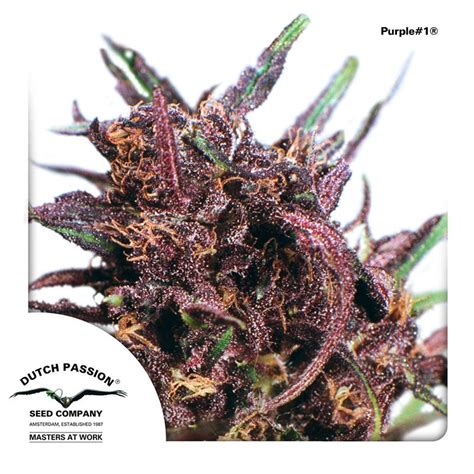 Purple 1 Cannabis Seeds By Dutch Passion Seeds Buy Purple 1