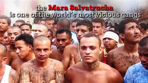 Salvatrucha World’s Deadliest Gang Is On The Rise Au — Australia’s Leading News Site