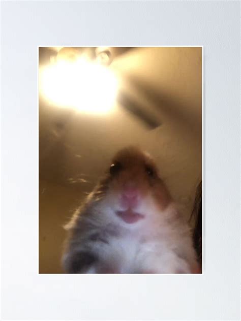 Hamster Staring At Phone Poster By Stertube Redbubble