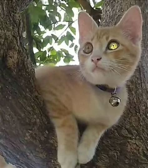 Kucing Bermata Berlian Ditemui Dipercayai Bawa Tuah Kepada Pemiliknya