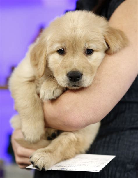 The mini golden retriever is a cross of the golden retriever & a cocker spaniel, poodle, or cavalier. On National Puppy Day, we give thanks for puppies