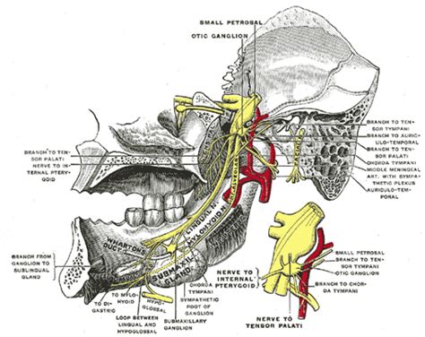 The Trigeminal Nerve Human Anatomy