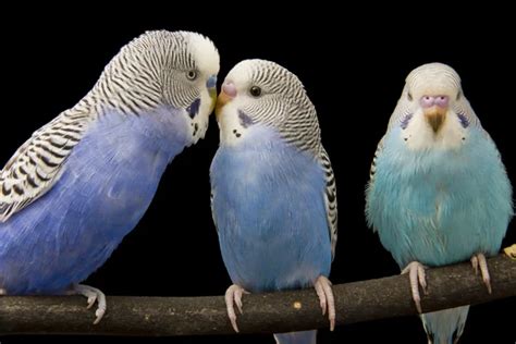 ᐈ Budgies Stock Pictures Royalty Free Birds Budgies Images Download