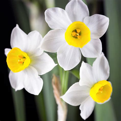 Free photo: Narcissus - Flower, Fragrance, Fresh - Free Download - Jooinn