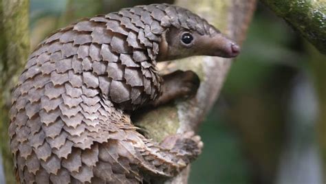 China Removes Pangolin From Traditional Medicine List