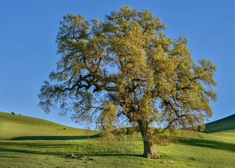 Oak Trees Pictures Download Free Images On Unsplash