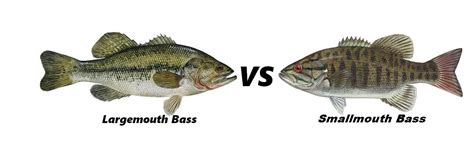Battle Of The Best Bass Smallmouth Vs Largemouth Bass