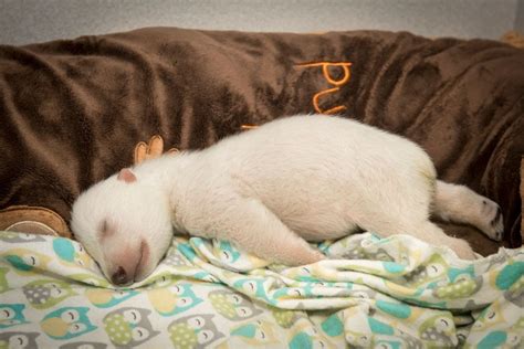 This Adorable Polar Bear Cub Sleeping Is All Of Us In The Morning