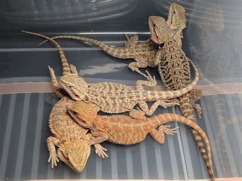 Do Bearded Dragons Get Lonely?. Look at these two bearded dragons… | by Hunter Byrd | Medium