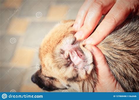 Close Up The Tick In Ear Dog Stock Photo Image Of Biology Adult