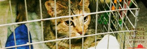 Helping Feral Cats In Massachusetts