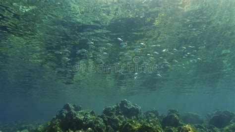 Schools Of Fish In A Beautiful Underwater Landscape Stock Photo Image