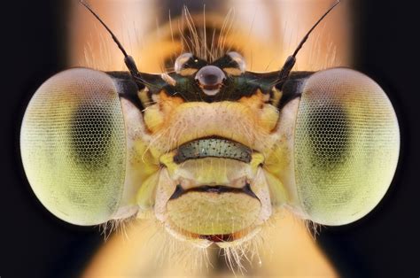 Macro Photographs Close Ups Of Insect Faces By Yudy Sauw Aesthesiamag