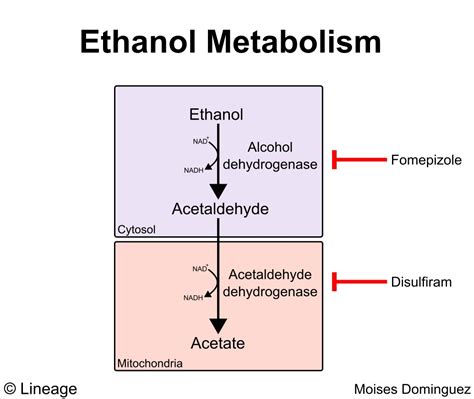 Ethanol Metabolism Usmle Strike 100 Best Explanation