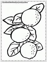 Orange Coloring Tree Pages Printable Fruit Popular Related sketch template