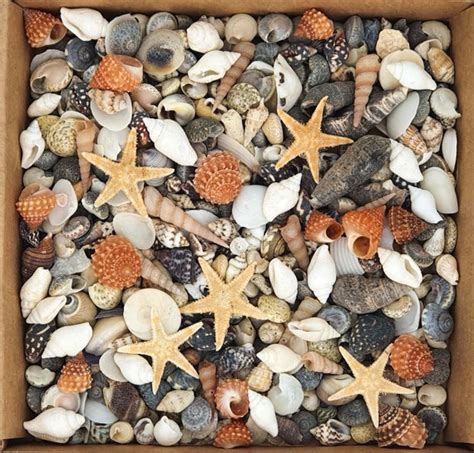 Tiny Mixed Craft Seashells 150 Small Micro Sea Shells 5 Etsy