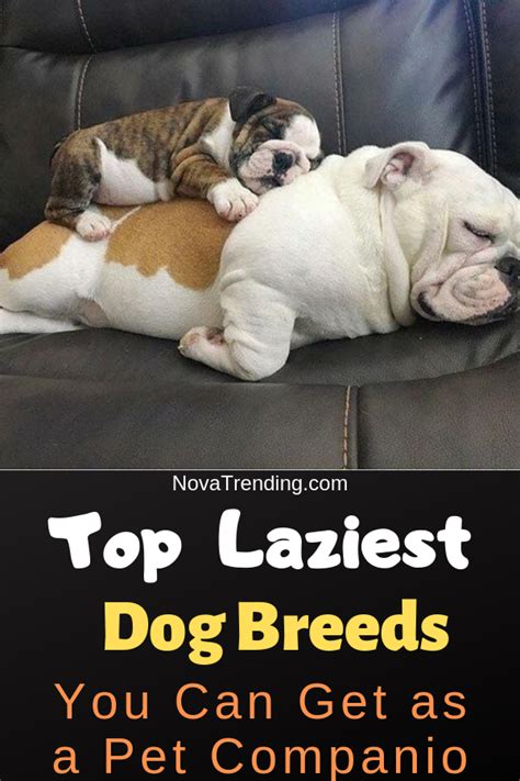Top 15 Laziest Dog Breeds You Can Get As A Pet Companion Lazy Dog