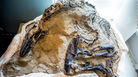 Fundacion Dinosaurios Cyl Los Fósiles De ‘dinosaurios En Batalla