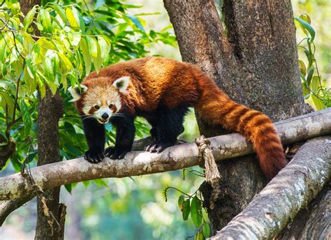 International Red Panda Day 18th September 2021 Days Of The Year
