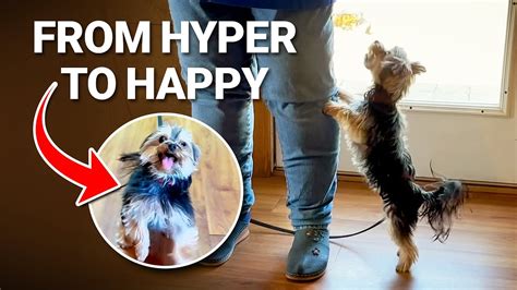 1 Trick That Will Calm An Overly Excited Dog Youtube