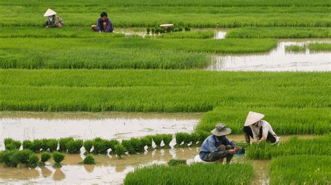 How Rice Farming May Have Spread Across The Ancient World Science Aaas