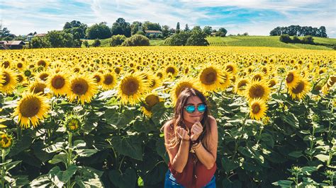 Best Sunflower Field In Switzerland Geneva Europe Western Europe