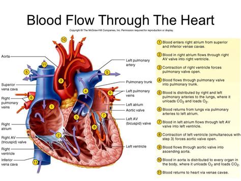 Describe The Pathway Of Blood Flow Through The Heart Valeriakruwreese