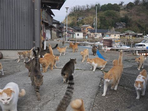 Japans Cat Islands Are Filled With Feral Cats And Health Problems