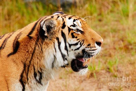 Siberian Tiger In Profile Photograph By Nick Biemans Fine Art America