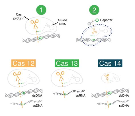 The Cas Proteins Behind Crispr Diagnostics — Mammoth Biosciences