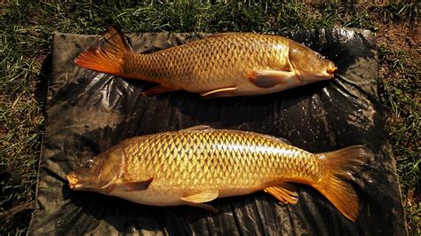 Michigan Carp Fishing Blog Detroit River Carp Fishing