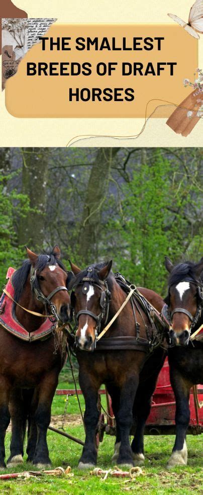 The Smallest Breeds Of Draft Horses Draft Horses Horses Breeds